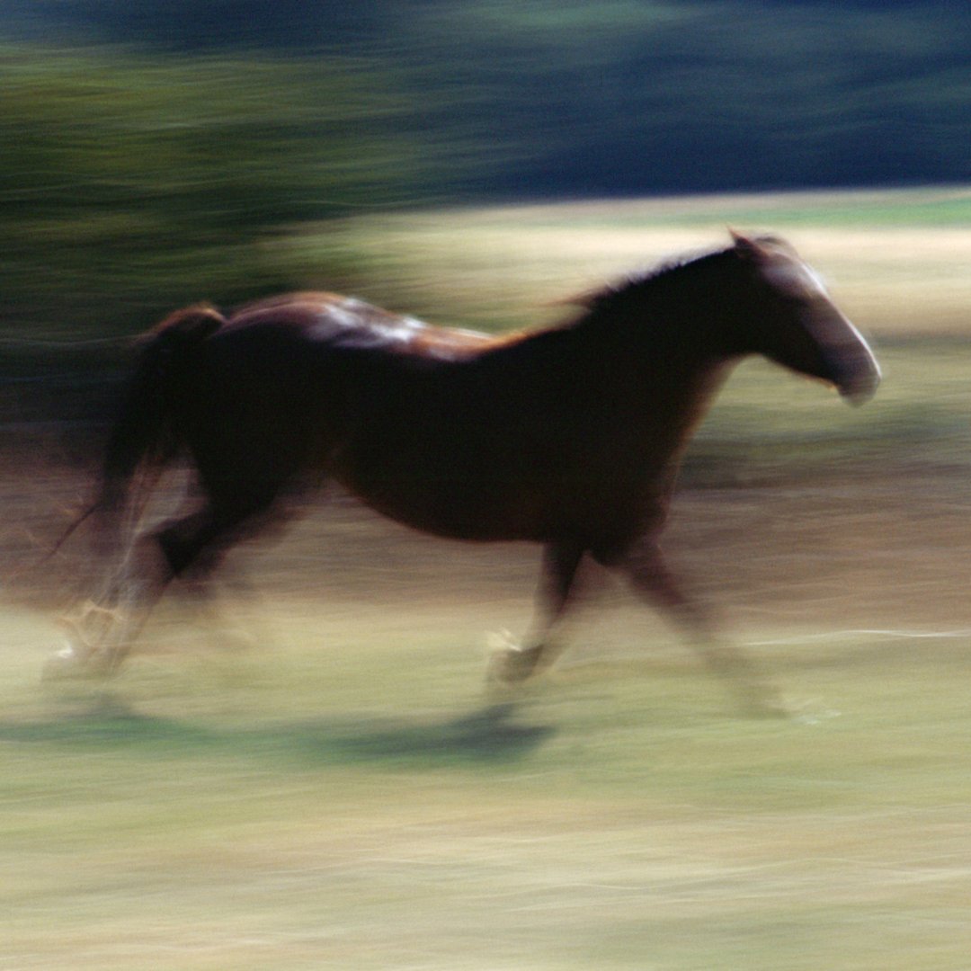 Horse galloping through a field